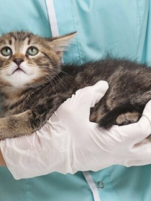 Повторный прием животного Повторный прием животного