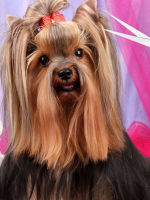 Услуги для животных