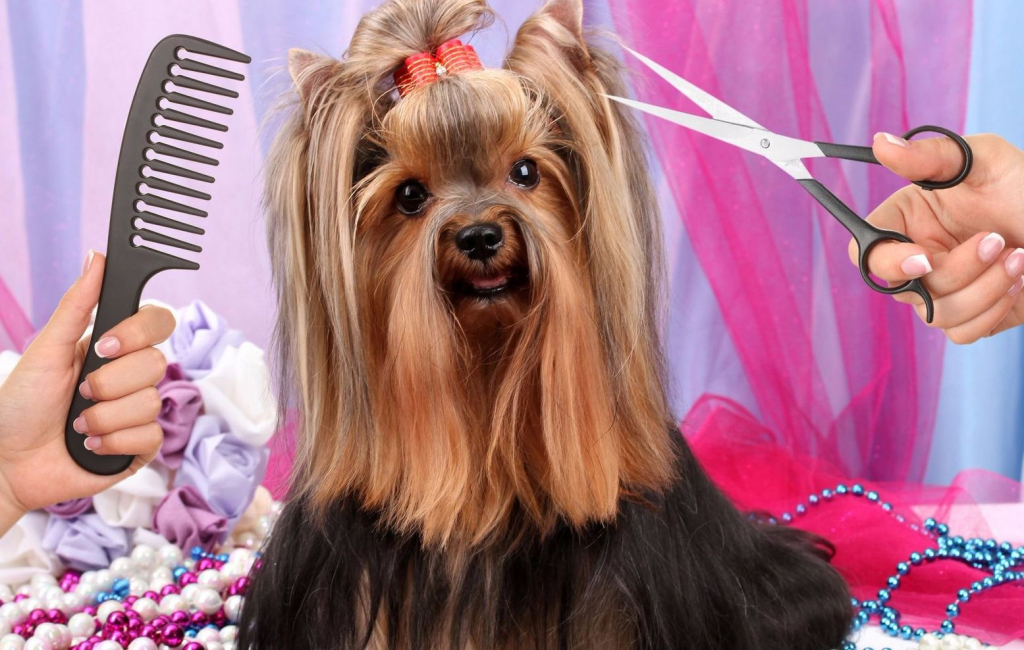 Услуги для животных