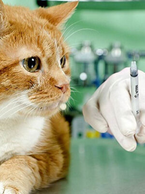 Вакцинация животного Вакцинация животного