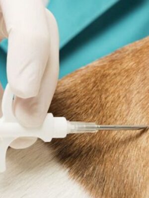 Чипирование животного Чипирование животного