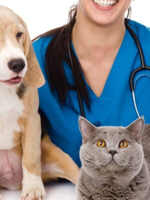Услуги врача-ветеринара Услуги врача-ветеринара