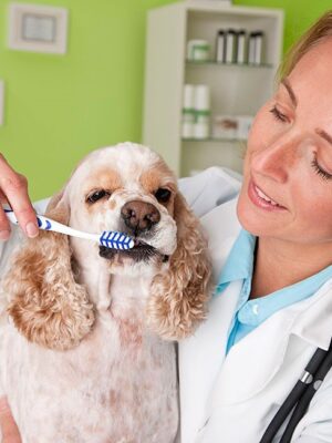 Стоматология для животных Стоматология для животных