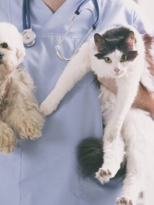 Первичный прием животного Первичный прием животного