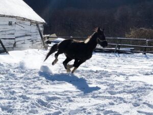 Прогулка на лошадях на заказ Прогулка на лошадях на заказ