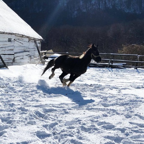 konnie-progulki2 Конный клуб