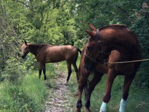 Катание на лошадях Катание на лошадях