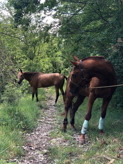 konnie-progulki23 Конный клуб