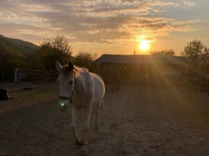 Катание на лошадях Катание на лошадях
