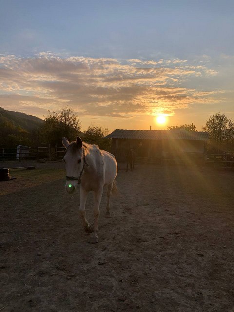 konnie-progulki37 Конный клуб